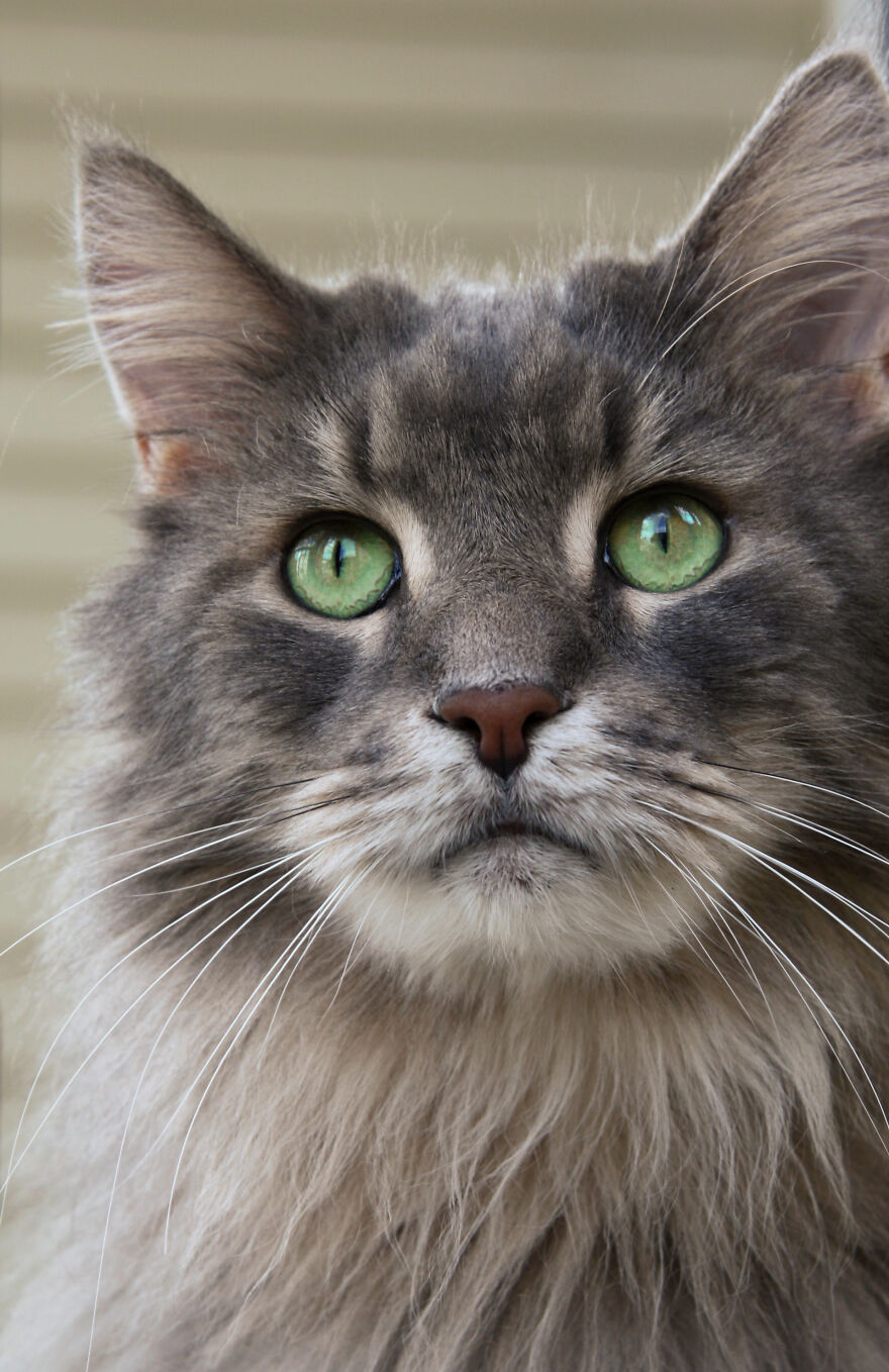 Hey Pandas, Post The Coolest Picture Of An Animal That You’ve Taken (Closed) Hey Pandas, Post The Coolest Picture Of An Animal That You’ve Taken (Closed)