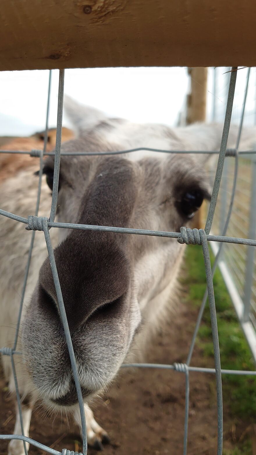 Hey Pandas, Post The Coolest Picture Of An Animal That You’ve Taken (Closed) Hey Pandas, Post The Coolest Picture Of An Animal That You’ve Taken (Closed)