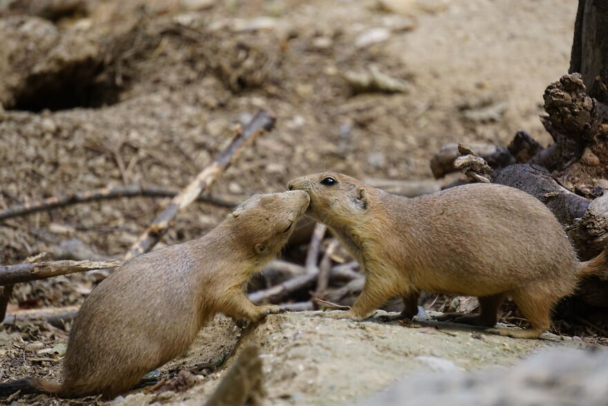 Hey Pandas, Post The Coolest Picture Of An Animal That You’ve Taken (Closed) Hey Pandas, Post The Coolest Picture Of An Animal That You’ve Taken (Closed)