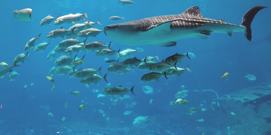 Hey Pandas, Post The Coolest Picture Of An Animal That You’ve Taken (Closed) Hey Pandas, Post The Coolest Picture Of An Animal That You’ve Taken (Closed)