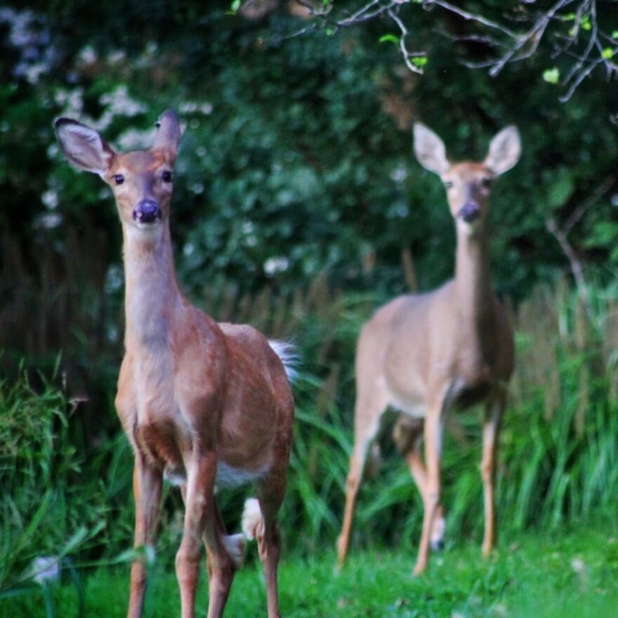 Hey Pandas, Post The Coolest Picture Of An Animal That You’ve Taken (Closed) Hey Pandas, Post The Coolest Picture Of An Animal That You’ve Taken (Closed)