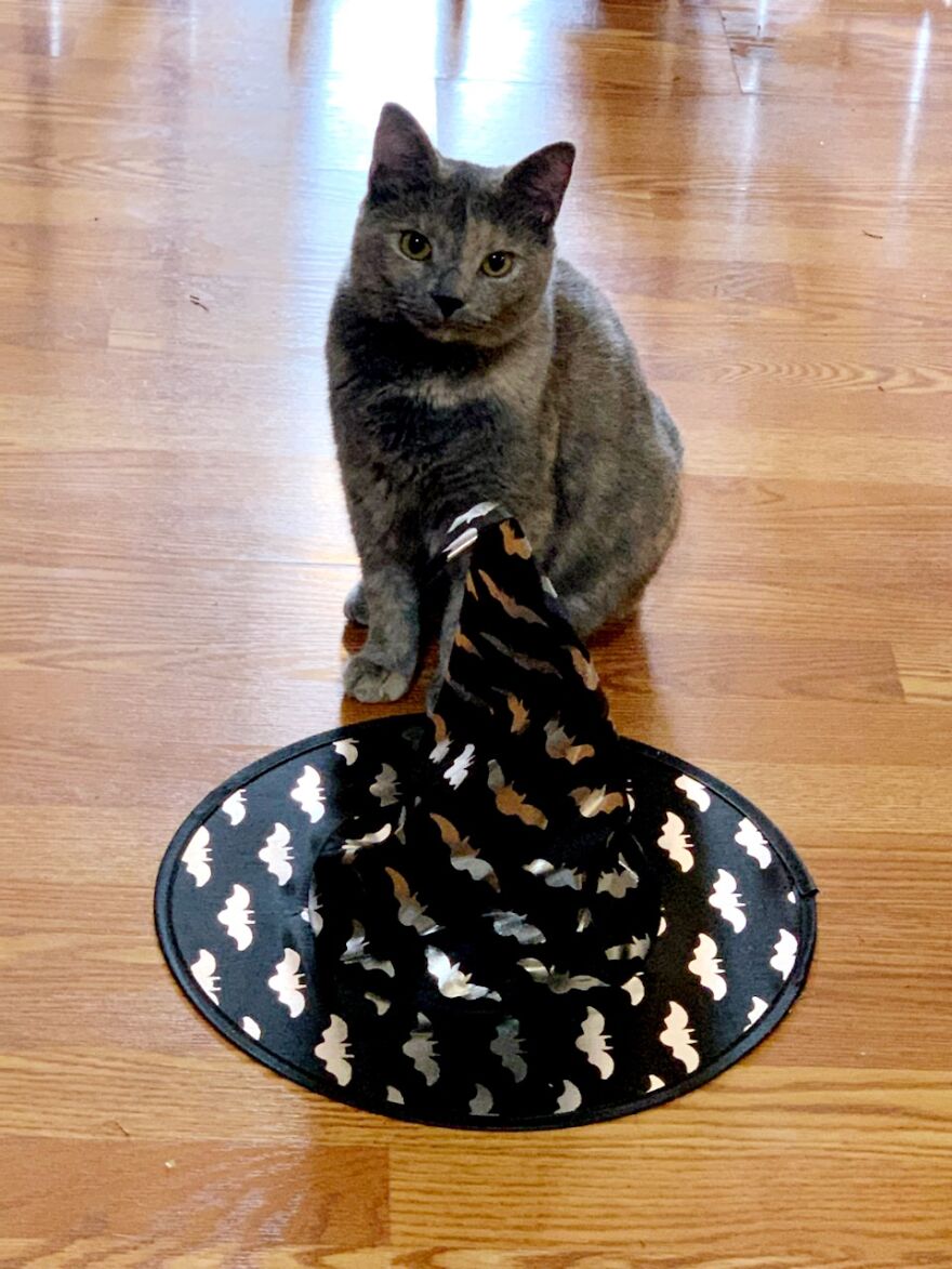 Hey Pandas, Post The Coolest Picture Of An Animal That You’ve Taken (Closed) Hey Pandas, Post The Coolest Picture Of An Animal That You’ve Taken (Closed)