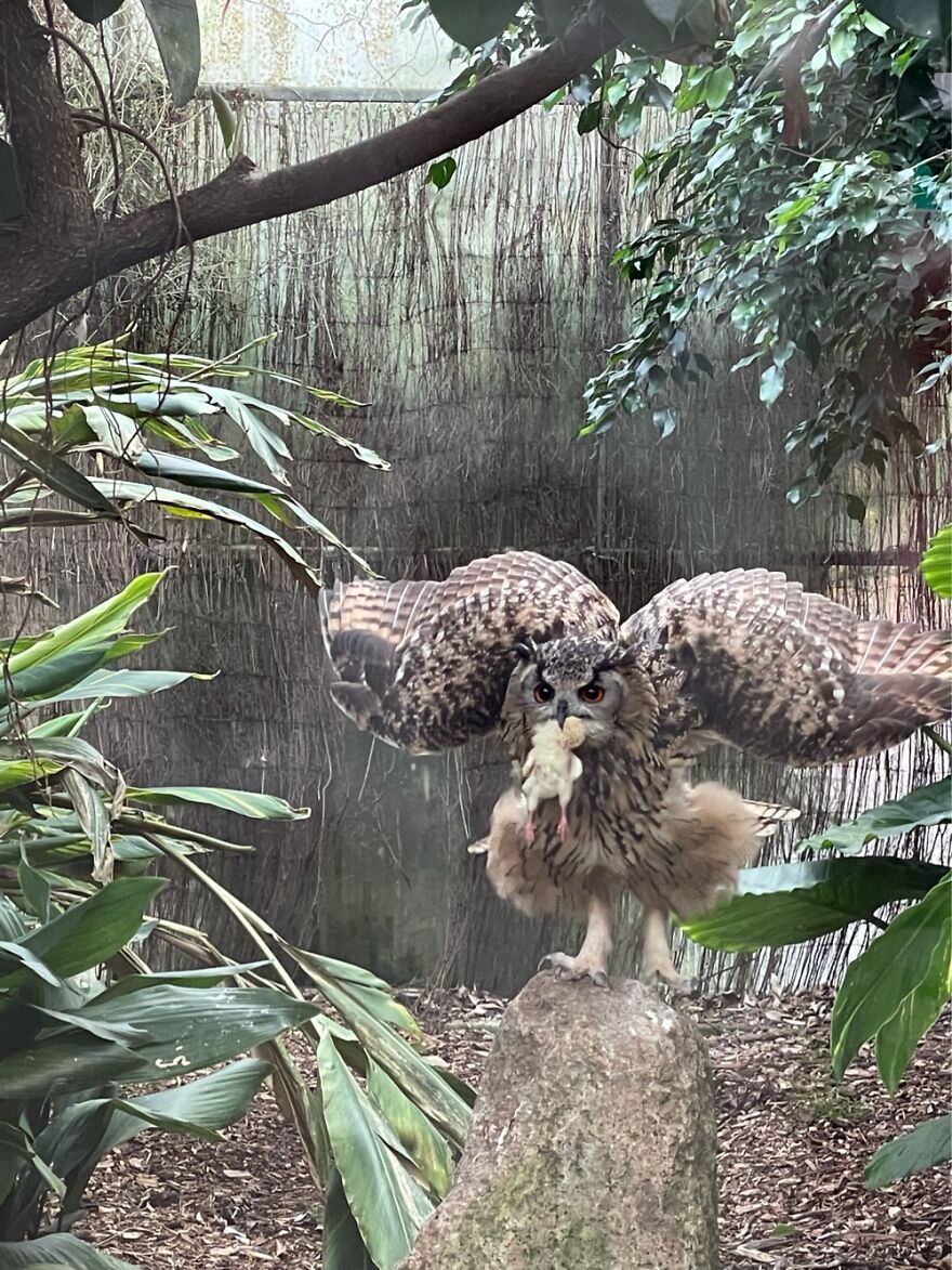 Hey Pandas, Post The Coolest Picture Of An Animal That You’ve Taken (Closed) Hey Pandas, Post The Coolest Picture Of An Animal That You’ve Taken (Closed)