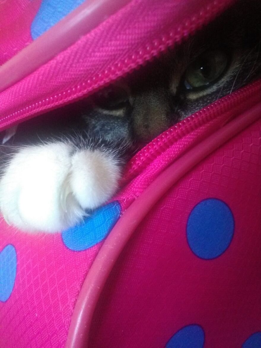 Hey Pandas, Post The Coolest Picture Of An Animal That You’ve Taken (Closed) Hey Pandas, Post The Coolest Picture Of An Animal That You’ve Taken (Closed)