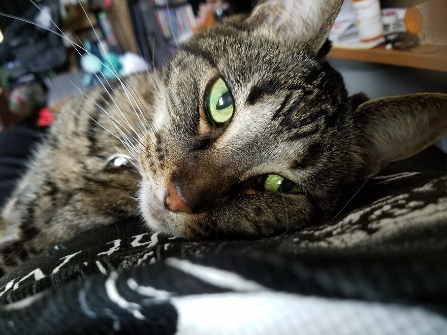 Hey Pandas, Post The Coolest Picture Of An Animal That You’ve Taken (Closed) Hey Pandas, Post The Coolest Picture Of An Animal That You’ve Taken (Closed)