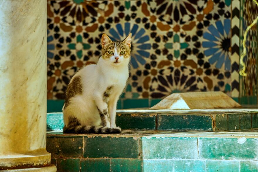 Hey Pandas, Post The Coolest Picture Of An Animal That You’ve Taken (Closed) Hey Pandas, Post The Coolest Picture Of An Animal That You’ve Taken (Closed)