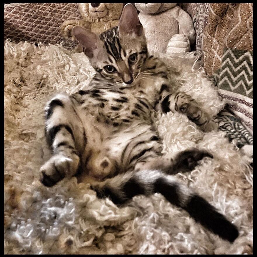 Hey Pandas, Post The Coolest Picture Of An Animal That You’ve Taken (Closed) Hey Pandas, Post The Coolest Picture Of An Animal That You’ve Taken (Closed)