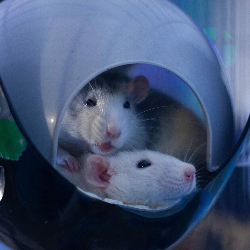 Hey Pandas, Post The Coolest Picture Of An Animal That You’ve Taken (Closed) Hey Pandas, Post The Coolest Picture Of An Animal That You’ve Taken (Closed)