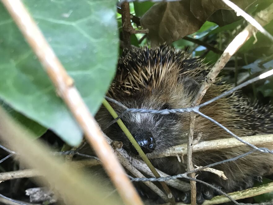 Hey Pandas, Post The Coolest Picture Of An Animal That You’ve Taken (Closed) Hey Pandas, Post The Coolest Picture Of An Animal That You’ve Taken (Closed)