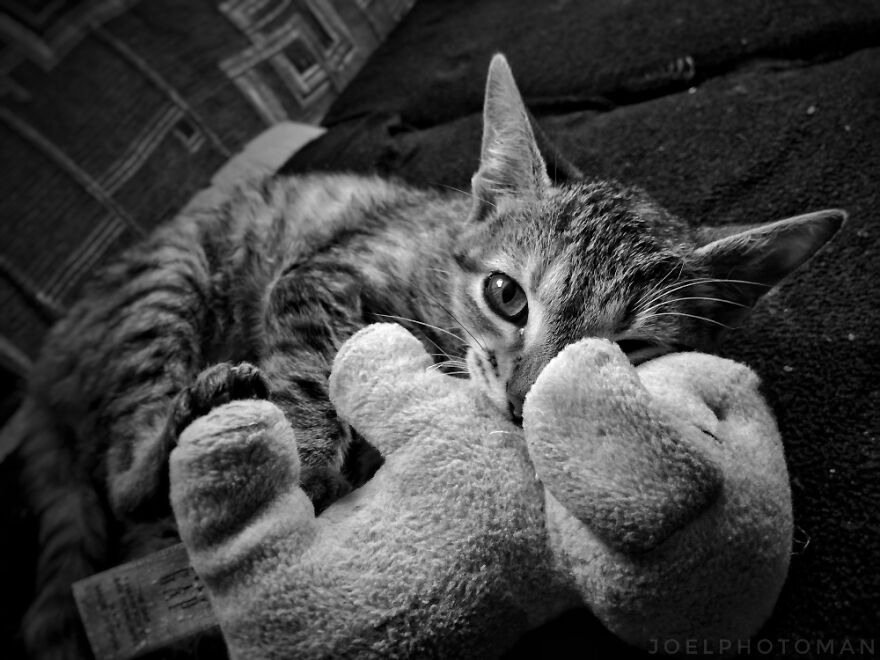 Hey Pandas, Post The Coolest Picture Of An Animal That You’ve Taken (Closed) Hey Pandas, Post The Coolest Picture Of An Animal That You’ve Taken (Closed)