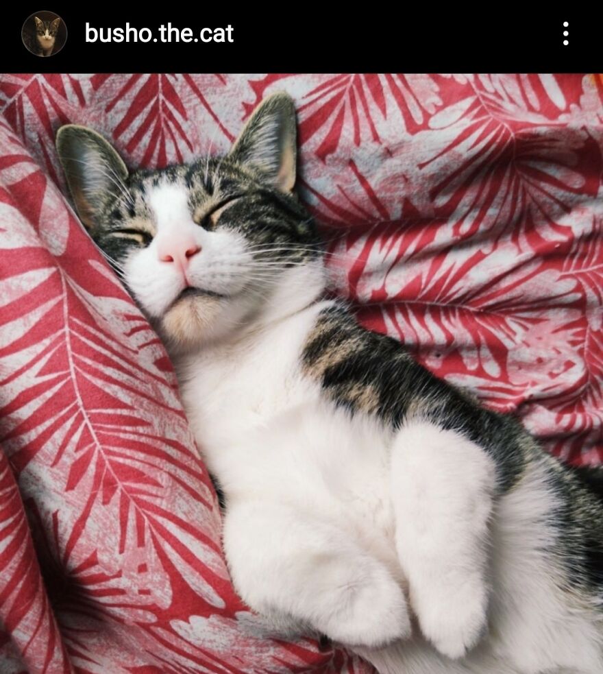 Hey Pandas, Post The Coolest Picture Of An Animal That You’ve Taken (Closed) Hey Pandas, Post The Coolest Picture Of An Animal That You’ve Taken (Closed)