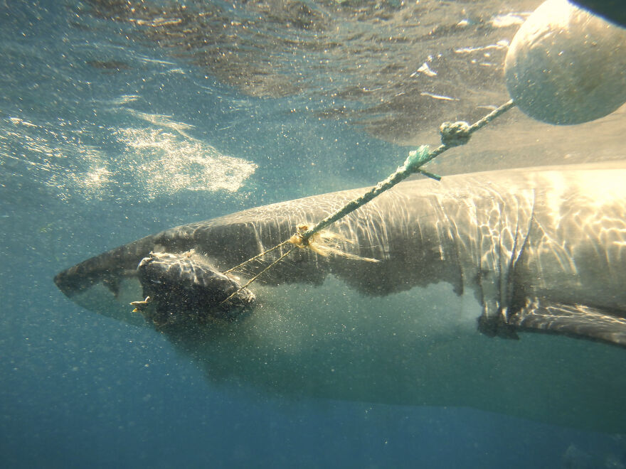 Hey Pandas, Post The Coolest Picture Of An Animal That You’ve Taken (Closed) Hey Pandas, Post The Coolest Picture Of An Animal That You’ve Taken (Closed)