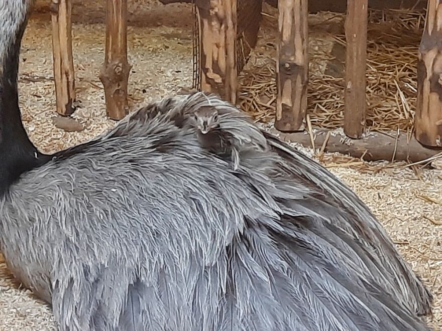 Hey Pandas, Post The Coolest Picture Of An Animal That You’ve Taken (Closed) Hey Pandas, Post The Coolest Picture Of An Animal That You’ve Taken (Closed)