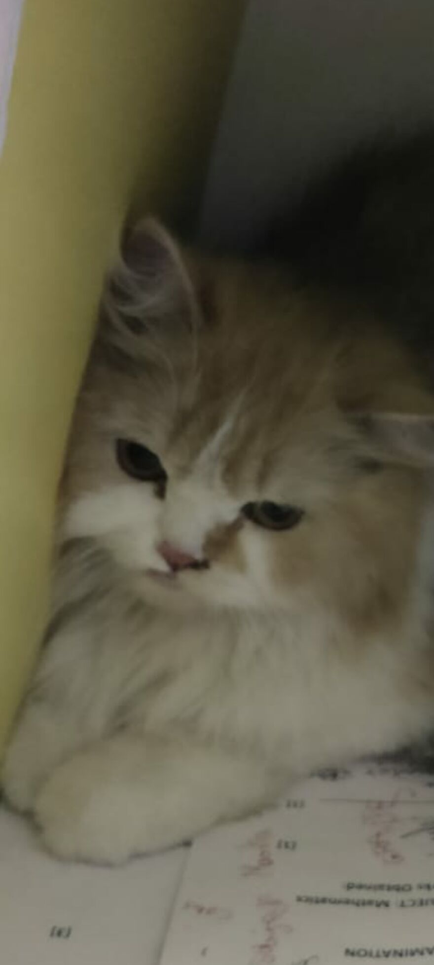 Hey Pandas, Post The Coolest Picture Of An Animal That You’ve Taken (Closed) Hey Pandas, Post The Coolest Picture Of An Animal That You’ve Taken (Closed)