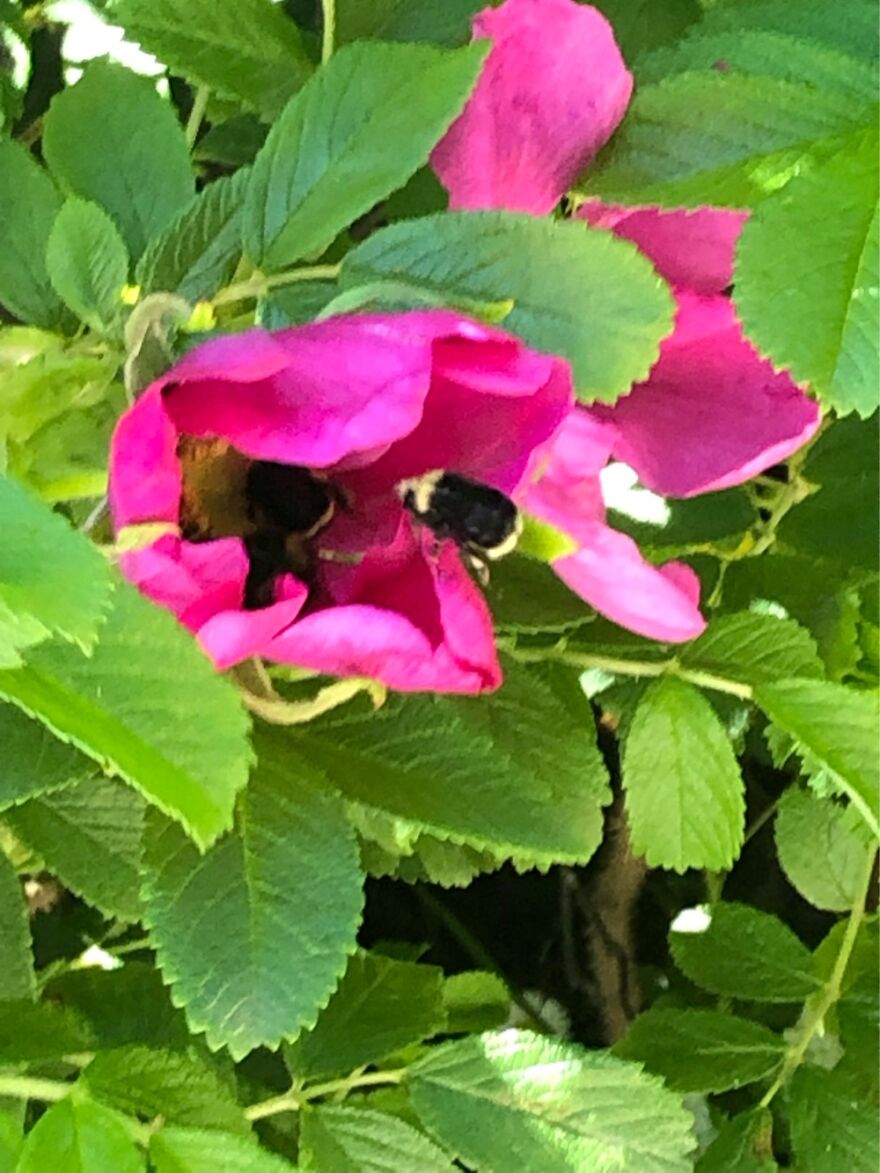 Hey Pandas, Post The Coolest Picture Of An Animal That You’ve Taken (Closed) Hey Pandas, Post The Coolest Picture Of An Animal That You’ve Taken (Closed)