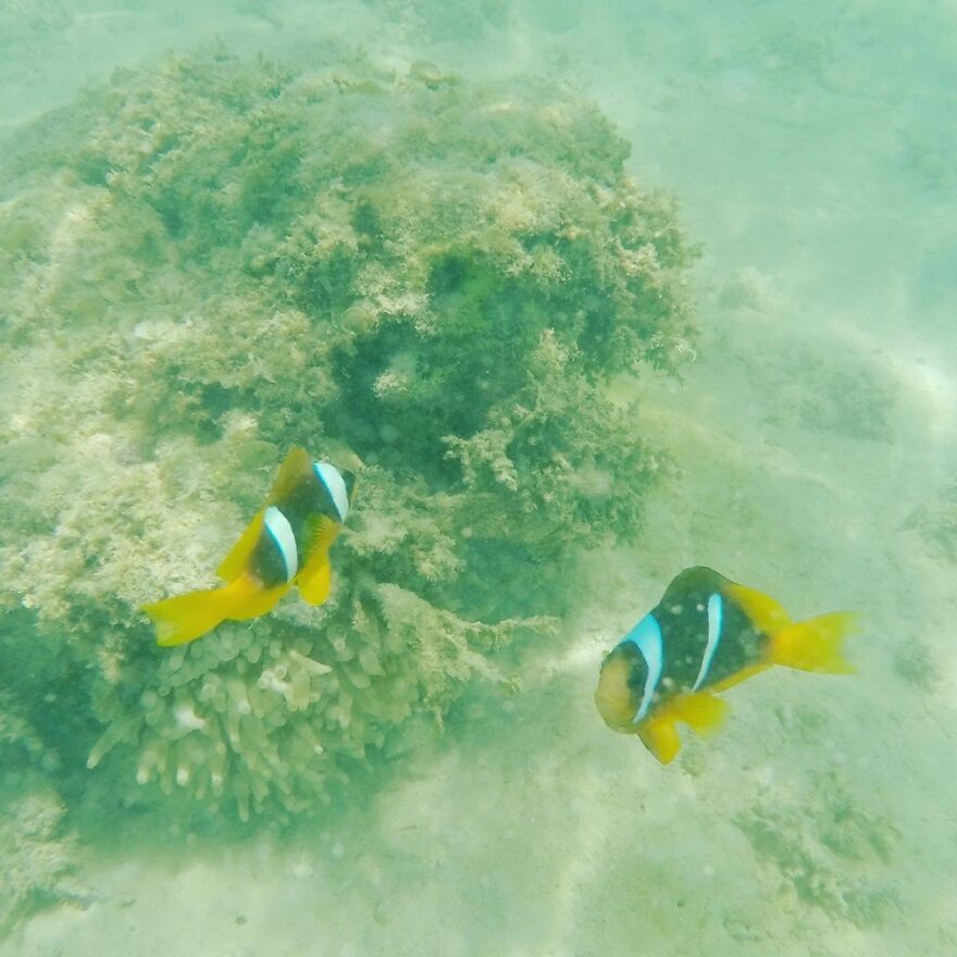 Hey Pandas, Post The Coolest Picture Of An Animal That You’ve Taken (Closed) Hey Pandas, Post The Coolest Picture Of An Animal That You’ve Taken (Closed)