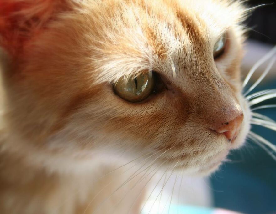 Hey Pandas, Post The Coolest Picture Of An Animal That You’ve Taken (Closed) Hey Pandas, Post The Coolest Picture Of An Animal That You’ve Taken (Closed)