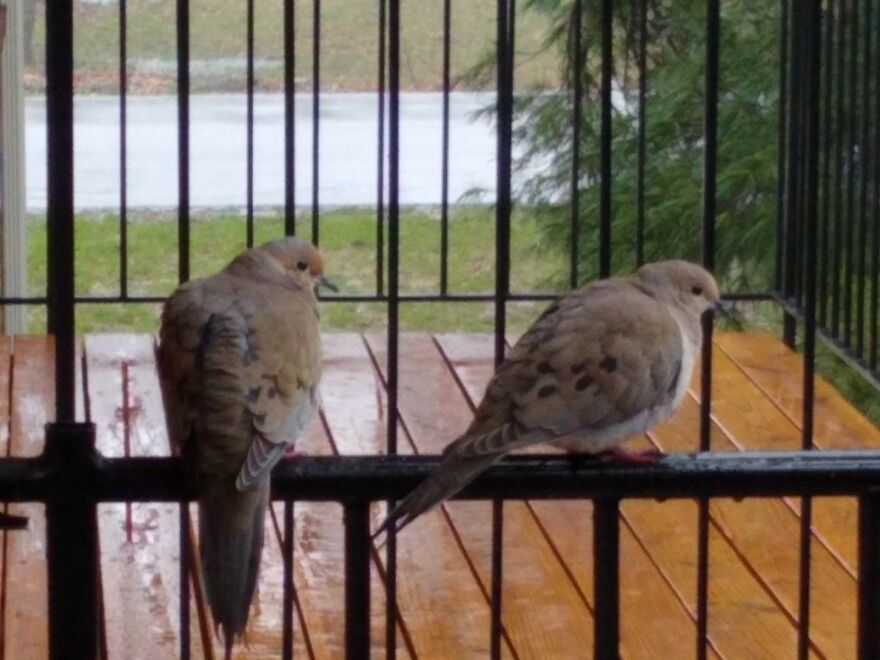 Hey Pandas, Post The Coolest Picture Of An Animal That You’ve Taken (Closed) Hey Pandas, Post The Coolest Picture Of An Animal That You’ve Taken (Closed)