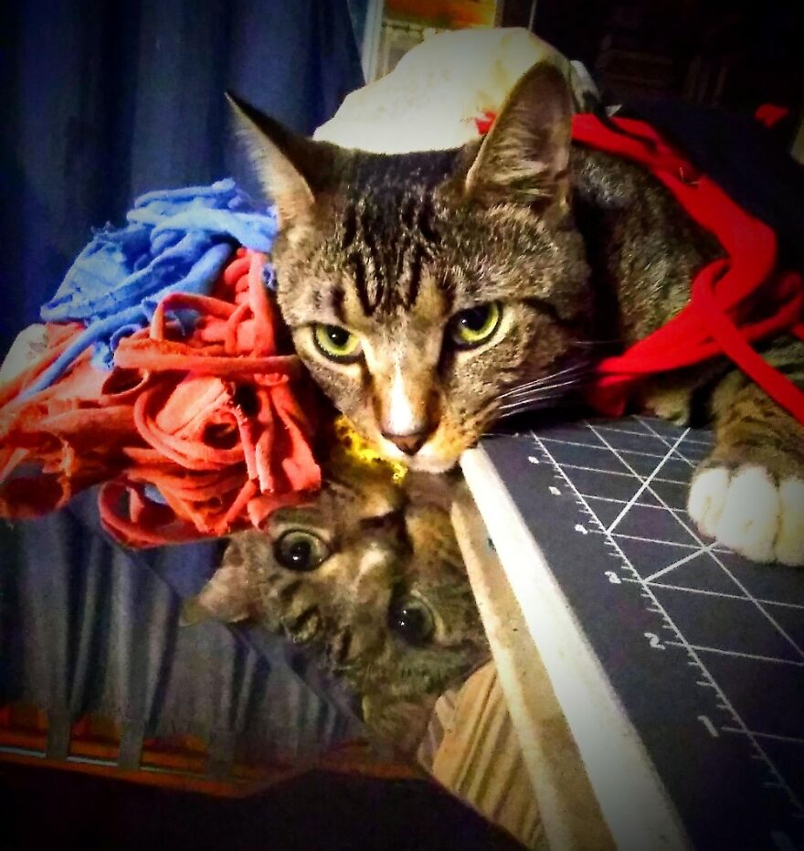 Hey Pandas, Post The Coolest Picture Of An Animal That You’ve Taken (Closed) Hey Pandas, Post The Coolest Picture Of An Animal That You’ve Taken (Closed)