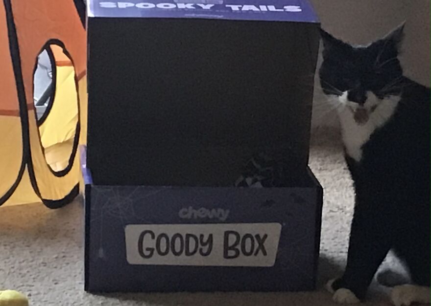 Hey Pandas, Post The Coolest Picture Of An Animal That You’ve Taken (Closed) Hey Pandas, Post The Coolest Picture Of An Animal That You’ve Taken (Closed)