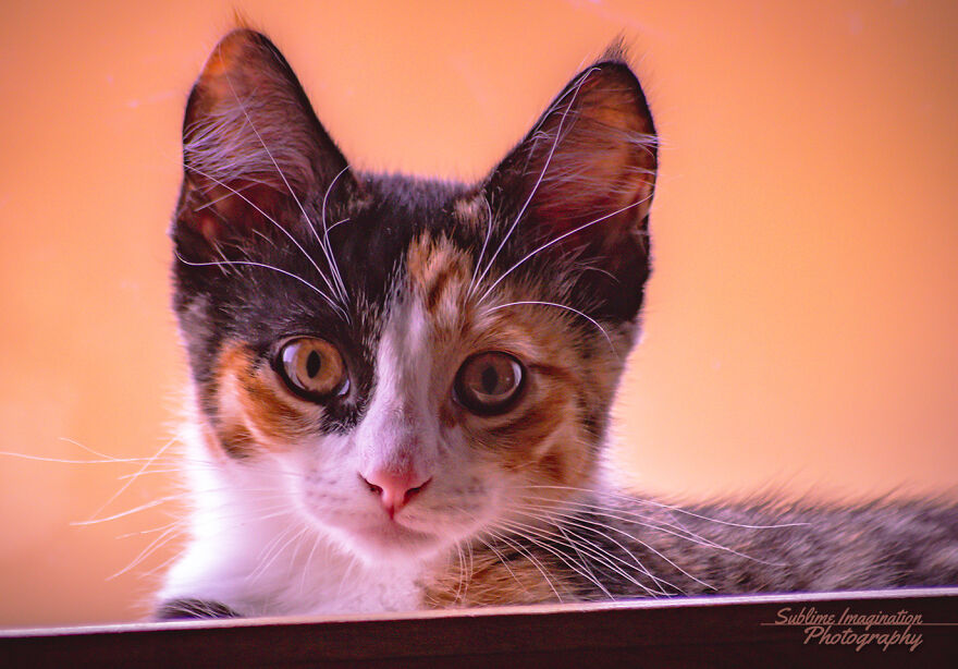 Hey Pandas, Post The Coolest Picture Of An Animal That You’ve Taken (Closed) Hey Pandas, Post The Coolest Picture Of An Animal That You’ve Taken (Closed)