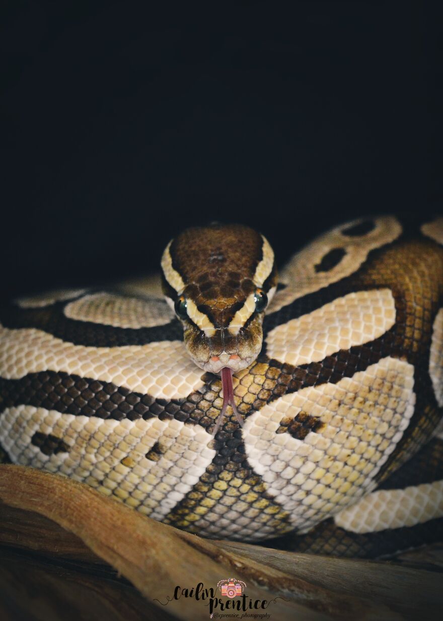 Hey Pandas, Post The Coolest Picture Of An Animal That You’ve Taken (Closed) Hey Pandas, Post The Coolest Picture Of An Animal That You’ve Taken (Closed)