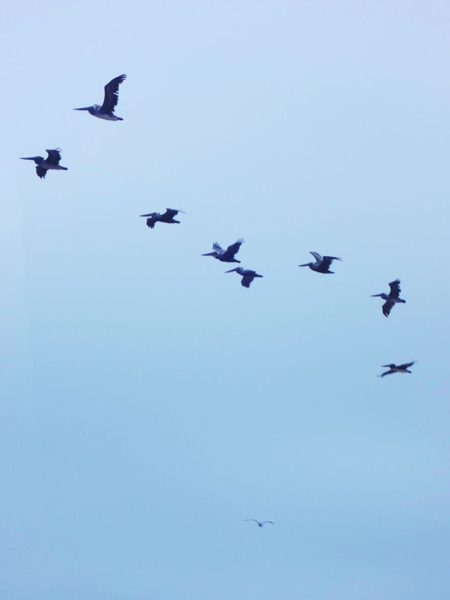 Hey Pandas, Post The Coolest Picture Of An Animal That You’ve Taken (Closed) Hey Pandas, Post The Coolest Picture Of An Animal That You’ve Taken (Closed)