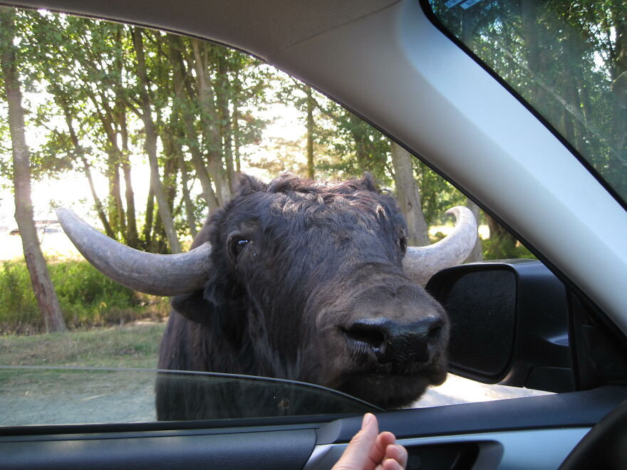 Hey Pandas, Post The Coolest Picture Of An Animal That You’ve Taken (Closed) Hey Pandas, Post The Coolest Picture Of An Animal That You’ve Taken (Closed)