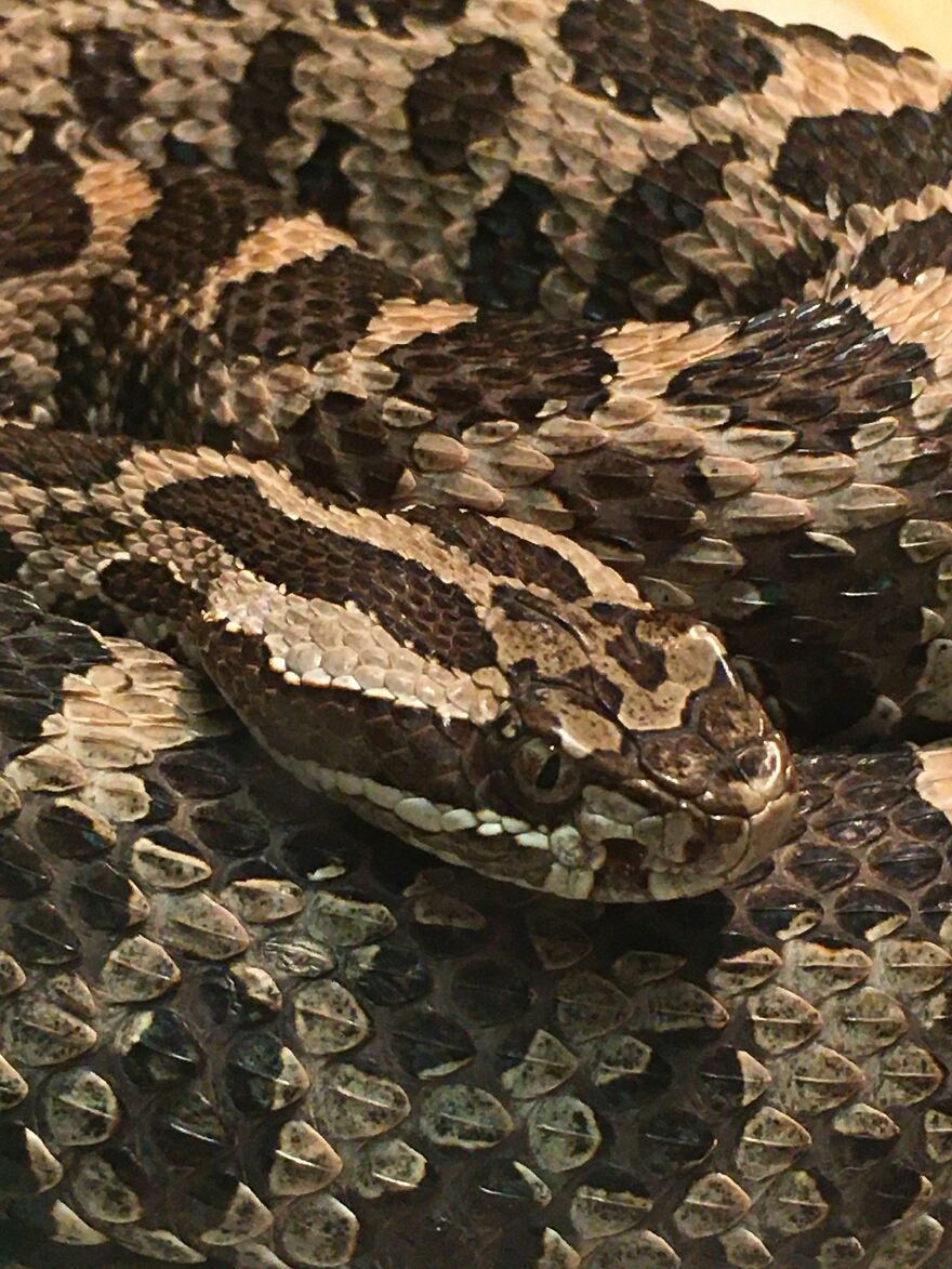 Hey Pandas, Post The Coolest Picture Of An Animal That You’ve Taken (Closed) Hey Pandas, Post The Coolest Picture Of An Animal That You’ve Taken (Closed)