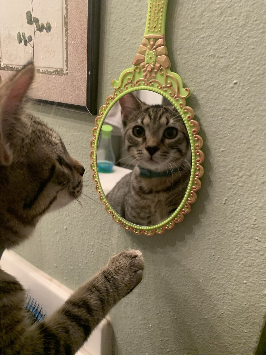 Hey Pandas, Post The Coolest Picture Of An Animal That You’ve Taken (Closed) Hey Pandas, Post The Coolest Picture Of An Animal That You’ve Taken (Closed)