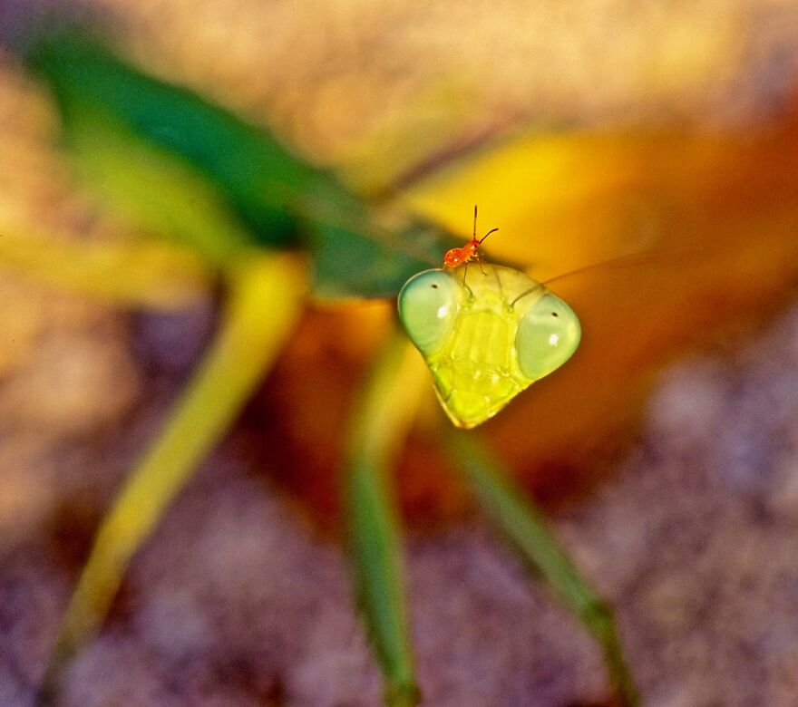 Hey Pandas, Post The Coolest Picture Of An Animal That You’ve Taken (Closed) Hey Pandas, Post The Coolest Picture Of An Animal That You’ve Taken (Closed)