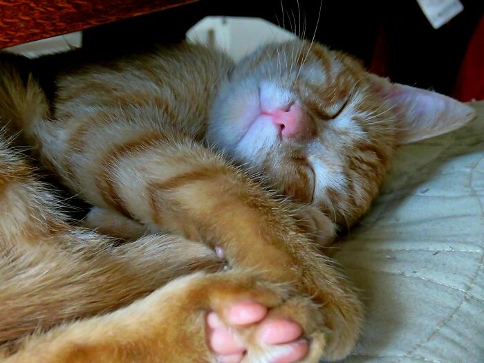 Hey Pandas, Got Any Cute Cat Pictures? I’d Love To See Them (Closed) Hey Pandas, Got Any Cute Cat Pictures? I’d Love To See Them (Closed)