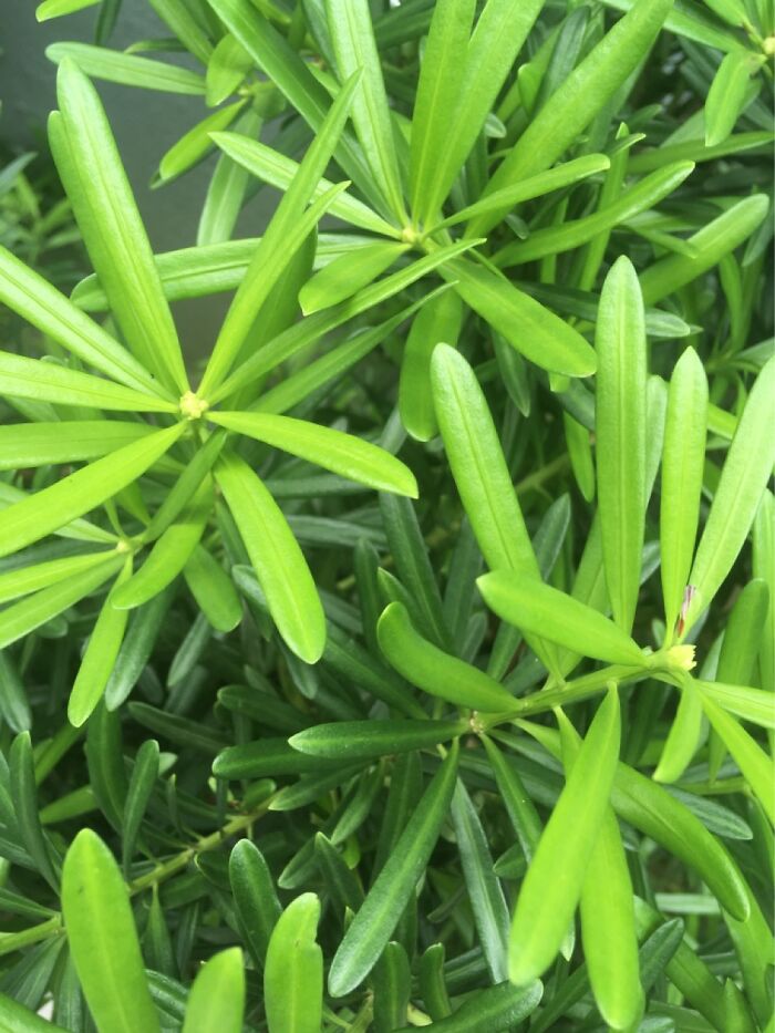 Hey Pandas, Post The Best Picture On Your Phone That You Took (Closed)