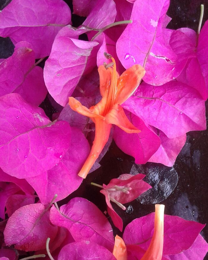 Hey Pandas, Post The Best Picture On Your Phone That You Took (Closed)