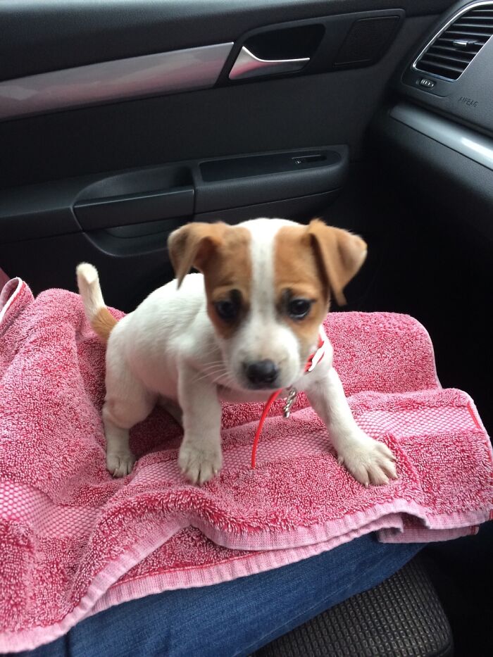 Hey Pandas, Post A Picture Of Your Pet In A Car