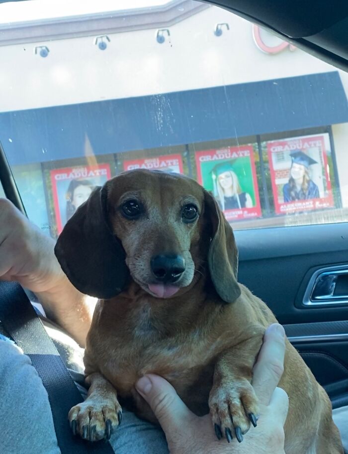 Hey Pandas, Post A Picture Of Your Pet In A Car