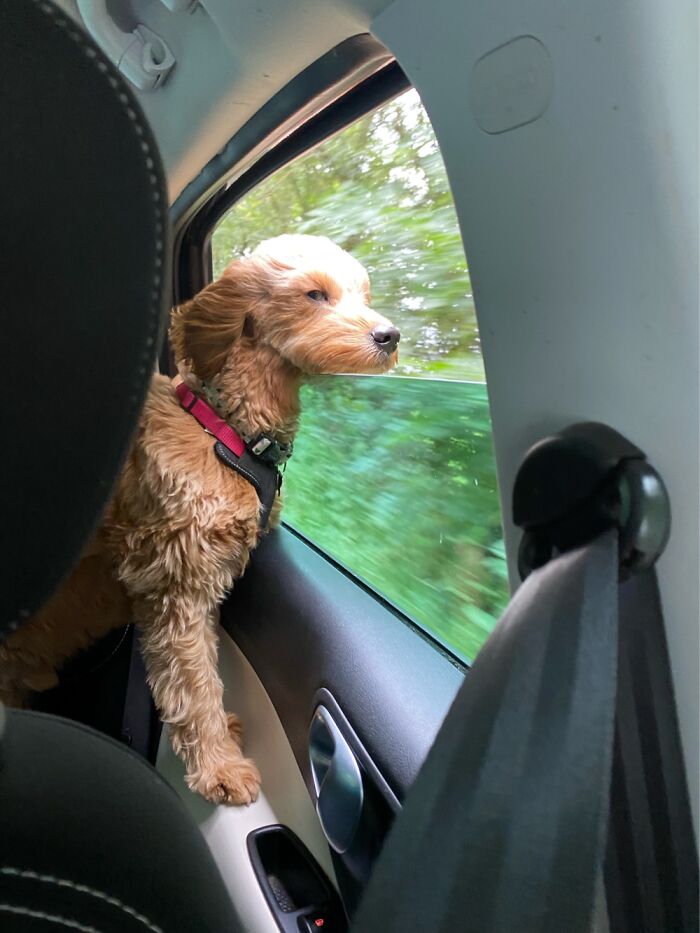 Hey Pandas, Post A Picture Of Your Pet In A Car