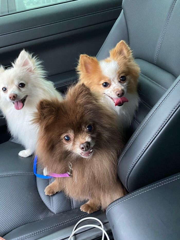 Hey Pandas, Post A Picture Of Your Pet In A Car