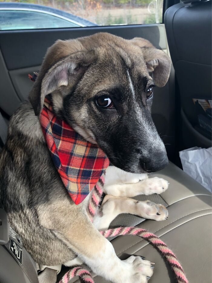 Hey Pandas, Post A Picture Of Your Pet In A Car