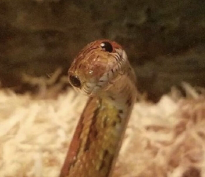 Hey Pandas, Post A Picture Of A Cute Snake Hey Pandas, Post A Picture Of A Cute Snake
