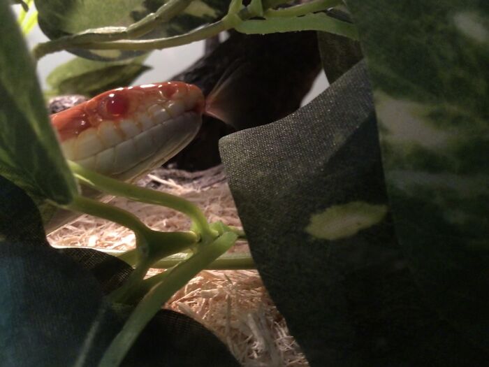 Hey Pandas, Post A Picture Of A Cute Snake Hey Pandas, Post A Picture Of A Cute Snake