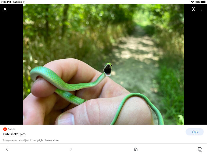 Hey Pandas, Post A Picture Of A Cute Snake Hey Pandas, Post A Picture Of A Cute Snake