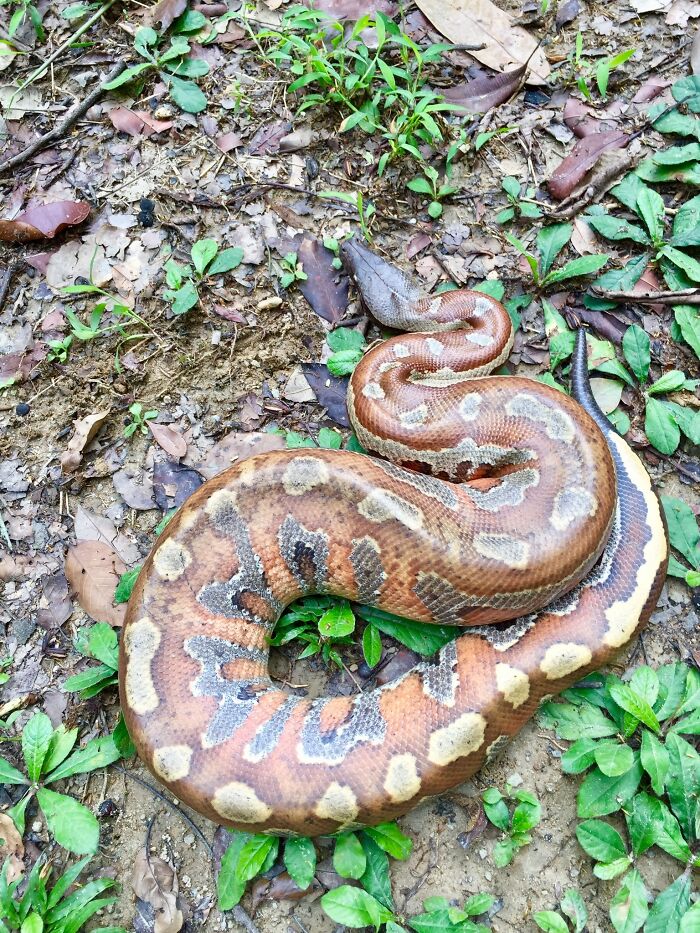 Hey Pandas, Post A Picture Of A Cute Snake Hey Pandas, Post A Picture Of A Cute Snake