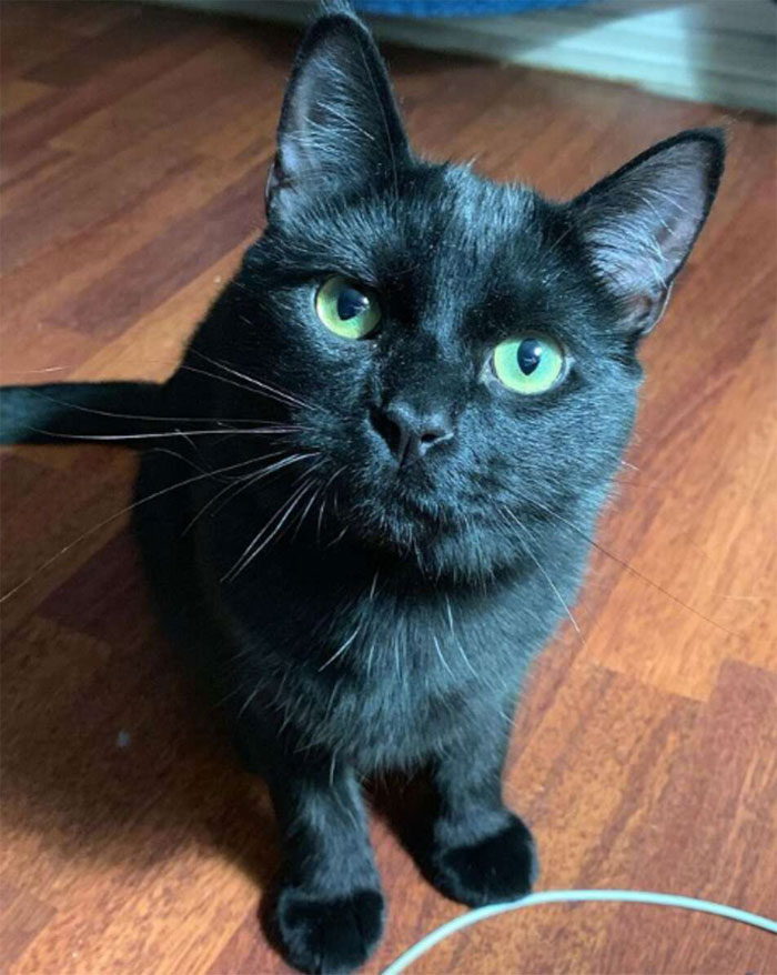 Cat Was Supposed To Catch A Mouse Living In The House, But Made Friends With It Instead Cat Was Supposed To Catch A Mouse Living In The House, But Made Friends With It Instead