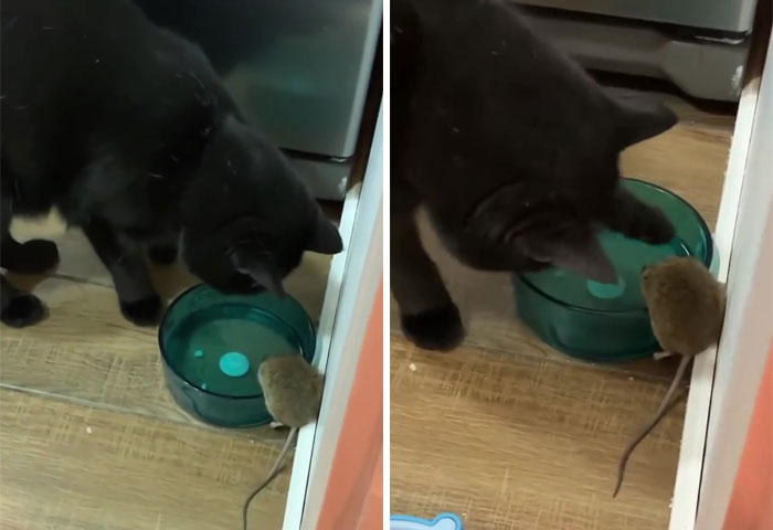 Cat Was Supposed To Catch A Mouse Living In The House, But Made Friends With It Instead Cat Was Supposed To Catch A Mouse Living In The House, But Made Friends With It Instead