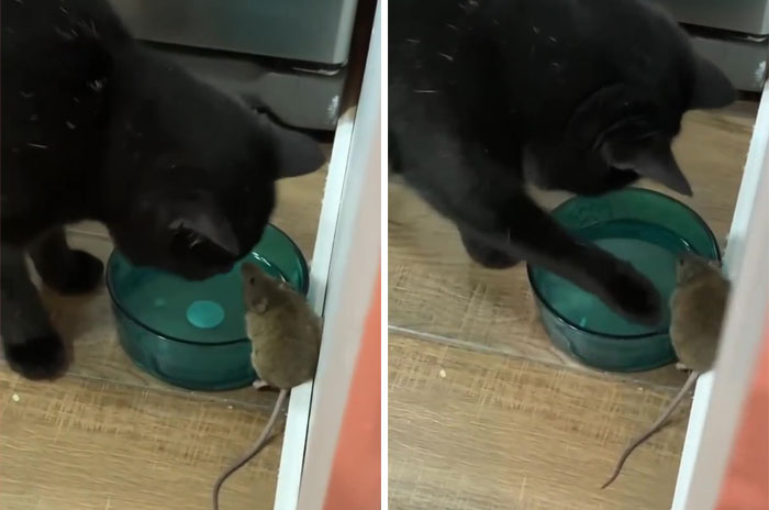 Cat Was Supposed To Catch A Mouse Living In The House, But Made Friends With It Instead Cat Was Supposed To Catch A Mouse Living In The House, But Made Friends With It Instead