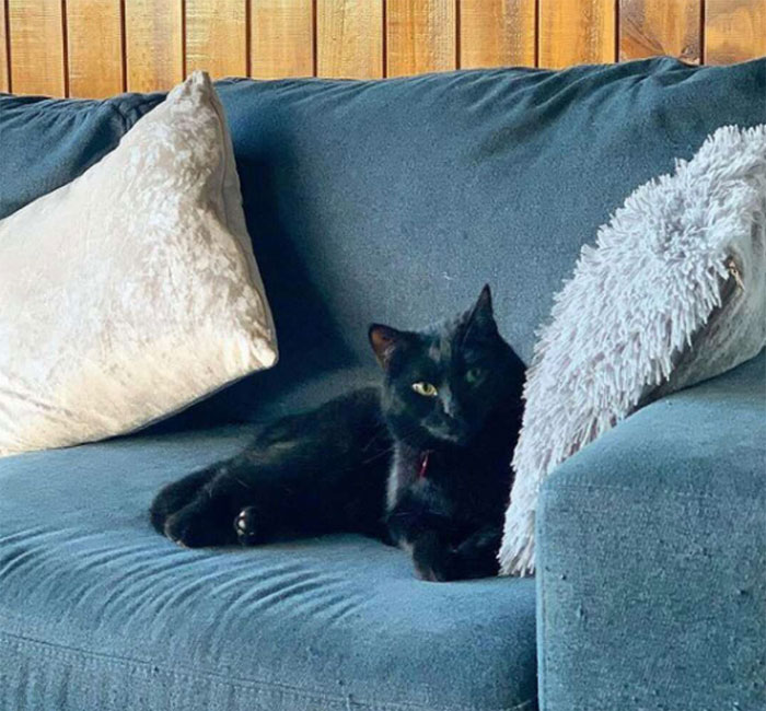 Cat Was Supposed To Catch A Mouse Living In The House, But Made Friends With It Instead Cat Was Supposed To Catch A Mouse Living In The House, But Made Friends With It Instead