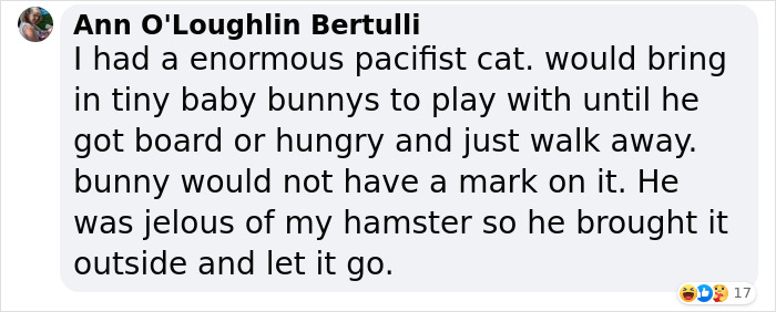 Cat Was Supposed To Catch A Mouse Living In The House, But Made Friends With It Instead Cat Was Supposed To Catch A Mouse Living In The House, But Made Friends With It Instead