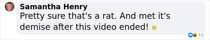 Cat Was Supposed To Catch A Mouse Living In The House, But Made Friends With It Instead Cat Was Supposed To Catch A Mouse Living In The House, But Made Friends With It Instead