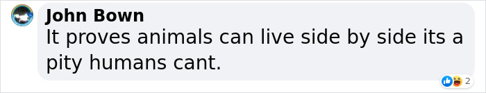 Cat Was Supposed To Catch A Mouse Living In The House, But Made Friends With It Instead Cat Was Supposed To Catch A Mouse Living In The House, But Made Friends With It Instead